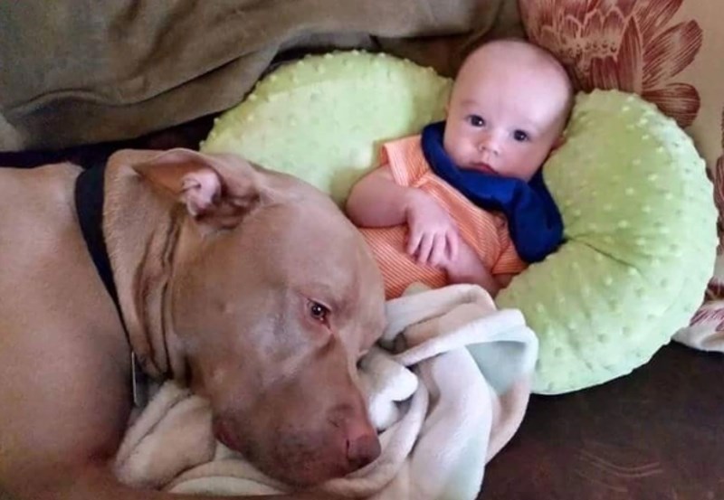 "Svaki put kad moj sin zaplače, naš pas mu trči kao da je maleni u opasnosti."