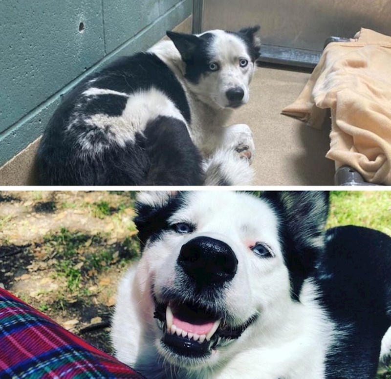 Pas Cooper kojeg su udomili ni po čemu ne nalikuje trenutnom Cooperu, a ipak, to je isti pas