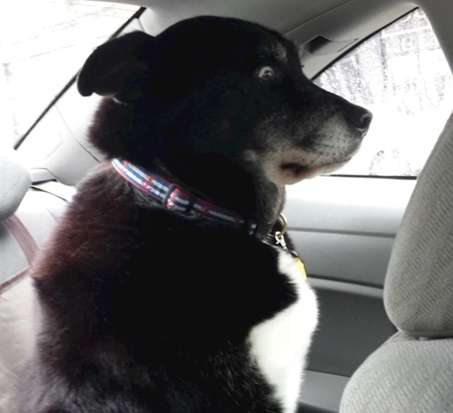 "Reakcija mog psa kad je shvatio da nas moja cura vozi na put"