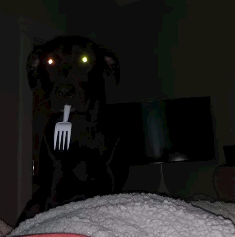 13. "Uzeo je vilicu i sad izgleda kao pas iz horor filma"