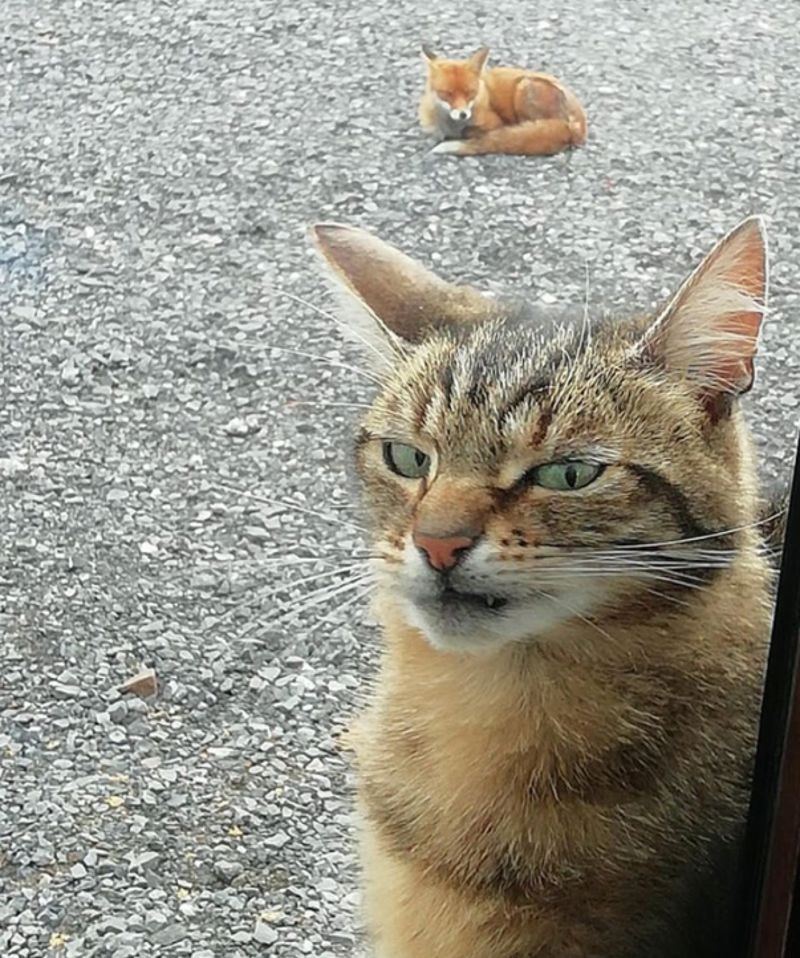 "Nije bio oduševljen zbog lisice vani."
