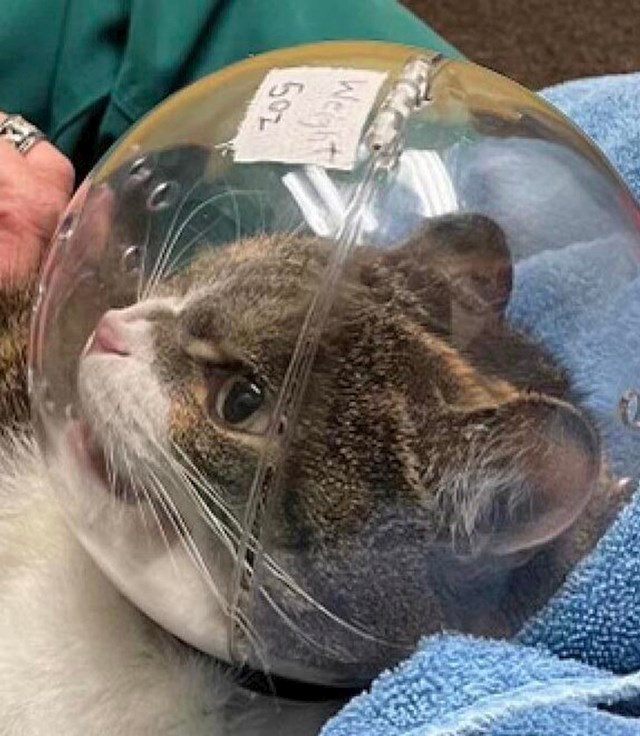 7. Ovaj mačak toliko mrzi ići veterinaru da mora nositi kacigu jer uvijek skine brnjicu i pokuša ugristi osoblje u ambulanti