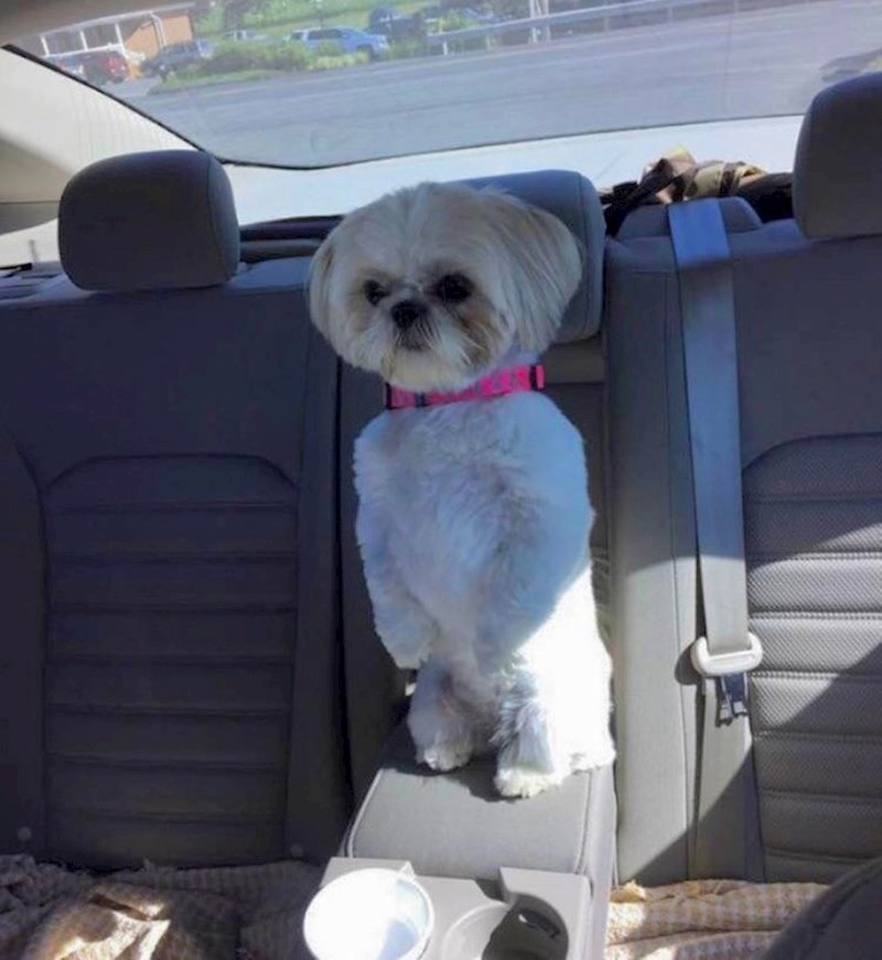 1. "Nadgleda jesam li dobro parkirala. Po njezinom pogledu rekla bih da nisam..."