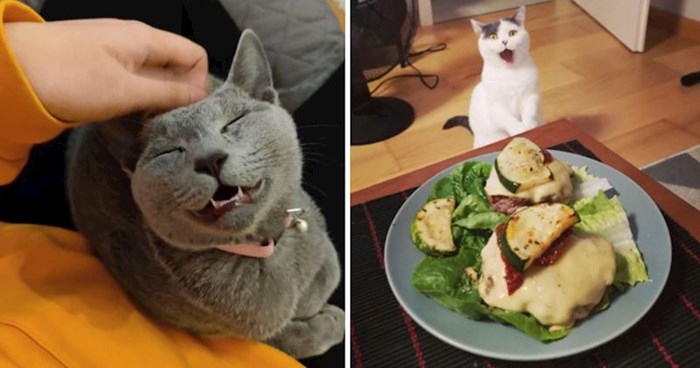15 simpatičnih fotografija mačaka i mačića koje zrače pozitivom, izmamit će vam osmijeh na lice