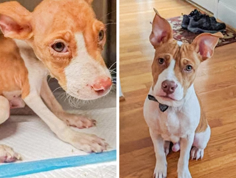 U skloništu su zbog neuhranjenosti mislili da je neki maleni pas, nakon što je dobio potrebnu brigu izrastao je u pravog ljepotana