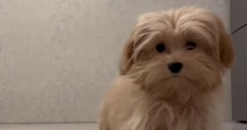 Psić ima presmiješnu reakciju kad se ugleda na kameri, snimka će vam izmamiti osmijeh na lice