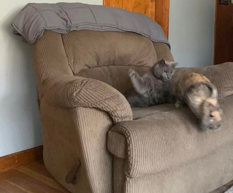 14. "Inače su si dobri, ali danas nije htio odmarati sa zecom na fotelji."