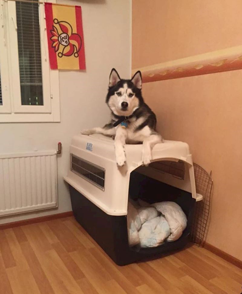 Voli biti na povišenom položaju