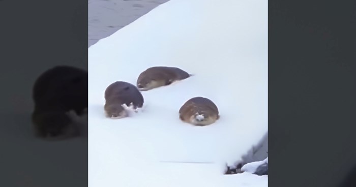 Snimka preslatkih vidri koje se igraju i uživaju na snijegu je nešto najslađe što ćete danas vidjeti