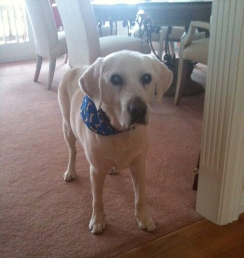 5. Slijepa kujica Molly na sigurno je izvela sedmero ljudi, dva pas i četiri mačke dok je u kući buknuo požar