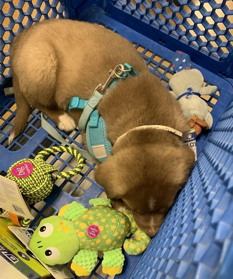 11. "Umorila ga je kupovina"