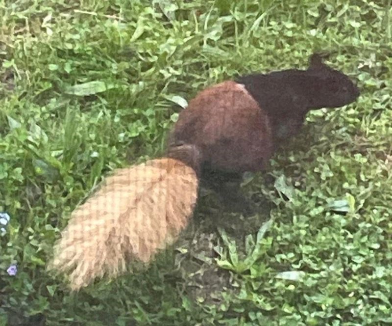 "Na trenutak sam pomislio da je ovo češer, a samo je drugačija boja repa"