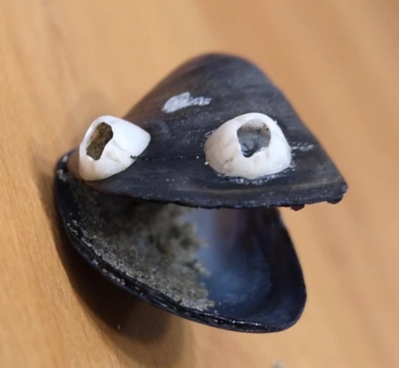 14. "Pronašao sam dagnju koja izgleda kao da ima oči."