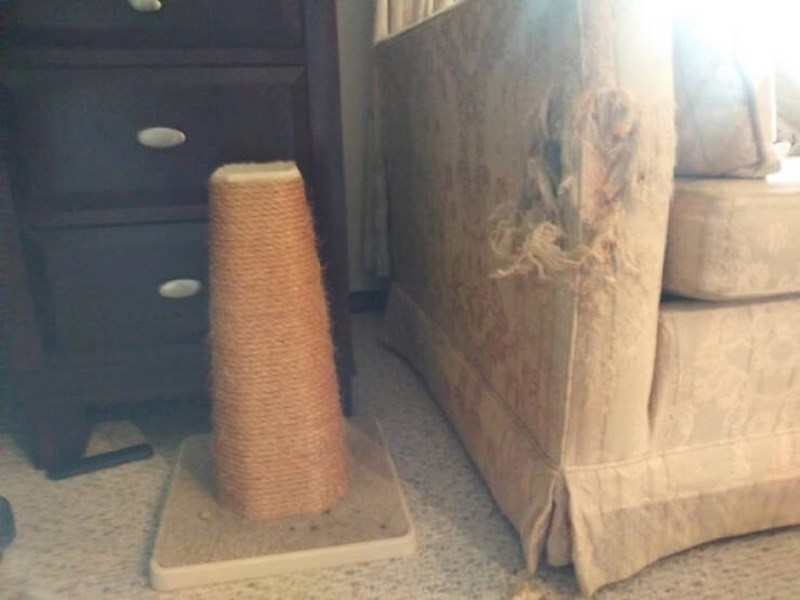 3. Ono kad mačke odabiru svoje "grebalice" iako već imaju grebalicu.