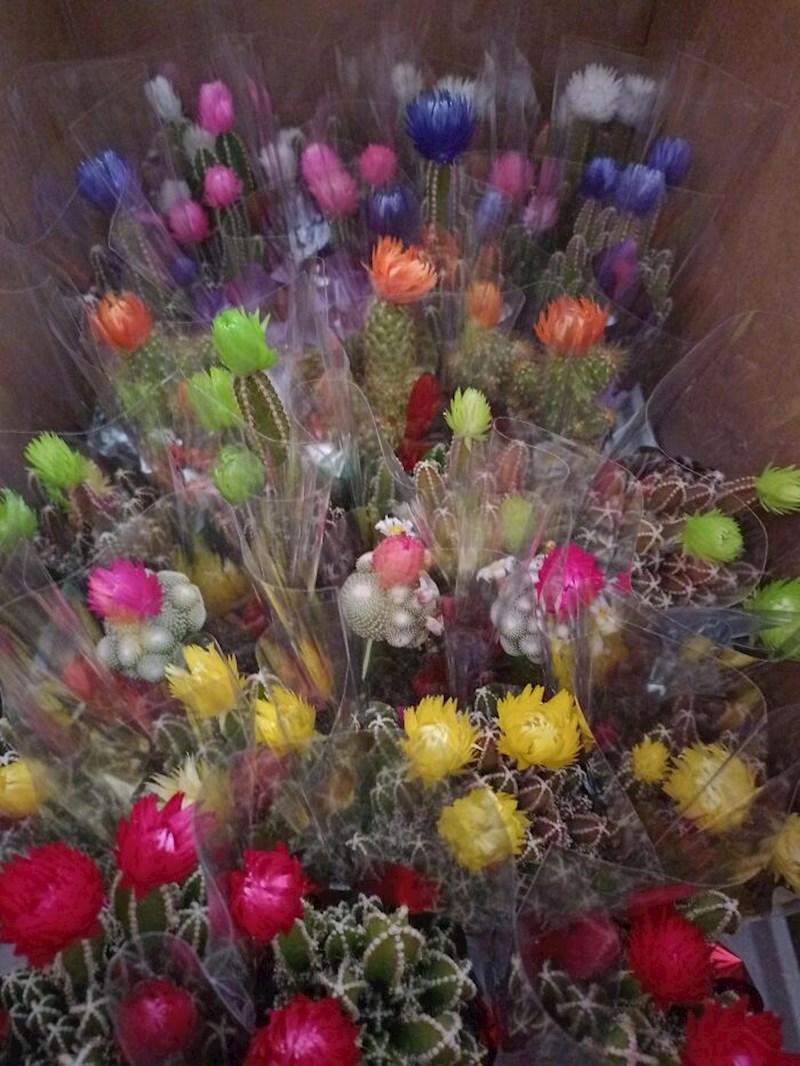 4. Kaktusi su dobili drugu priliku