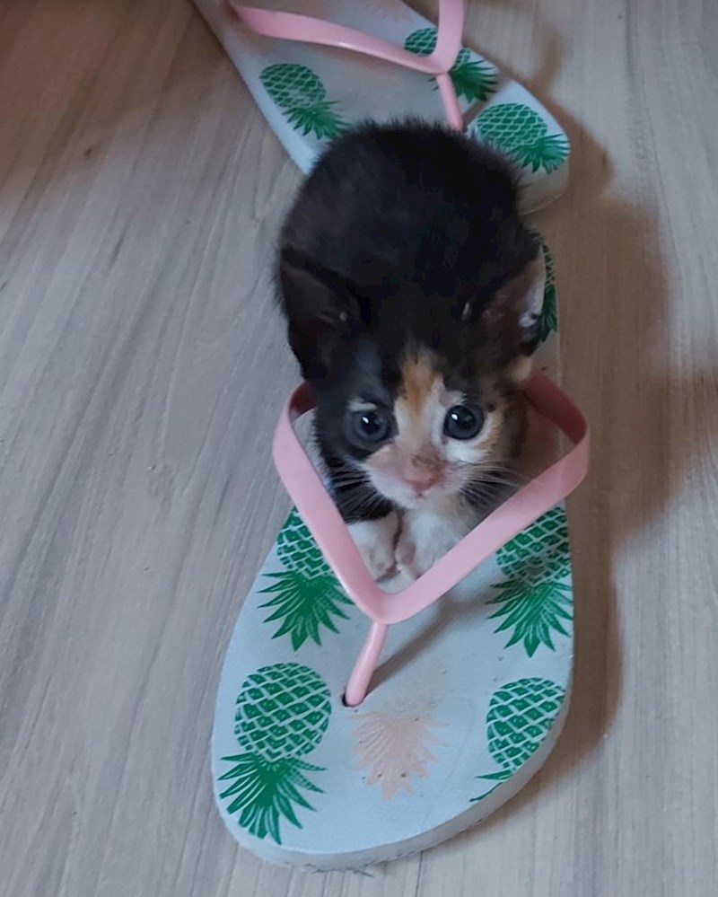 16. "Ne mogu se nadiviti koliko je sladak"