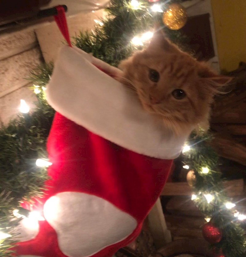 2. Blagdansko vrijeme nikad nije dosadno ako imate mačku