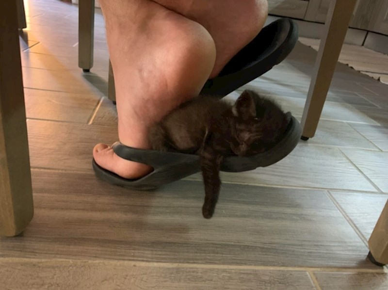 1. "Pronašli smo ga potpuno samog na polju usred ničega. Sad je naš i najviše voli ovako spavati."