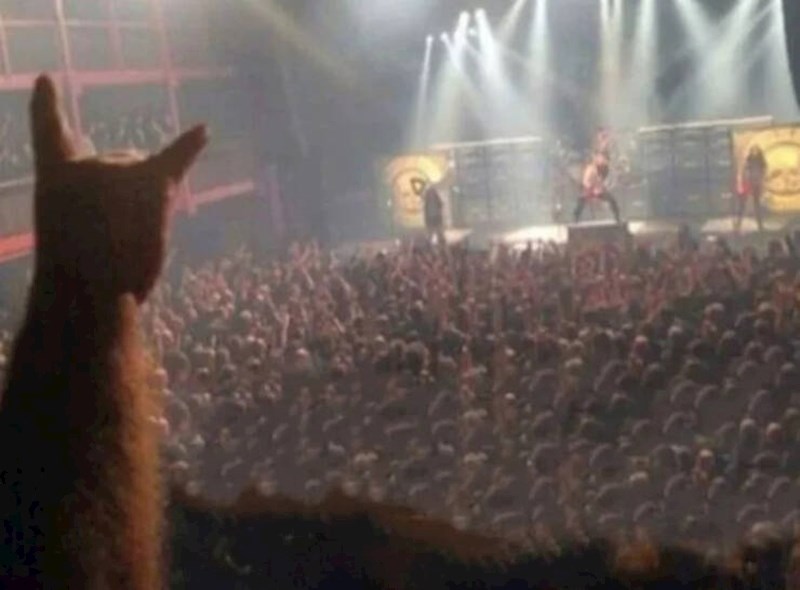 6. Mačak uživa na koncertu, ili?