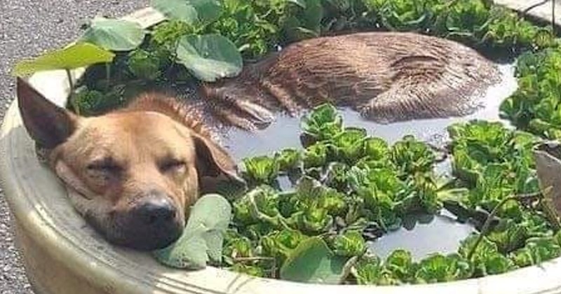 Jedan pas rashladio se na neobičan način i postao hit na Fejsu, morate vidjeti ovu genijalnost