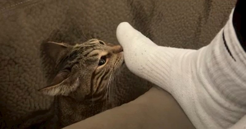 Mačka je pomirisala čarape i odmah požalila. Prasnut ćete od smijeha kad vidite kako je reagirala