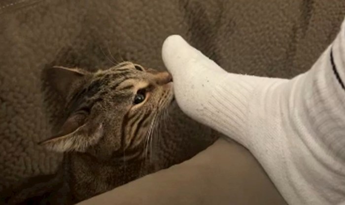 Mačka je pomirisala čarape i odmah požalila. Prasnut ćete od smijeha kad vidite kako je reagirala