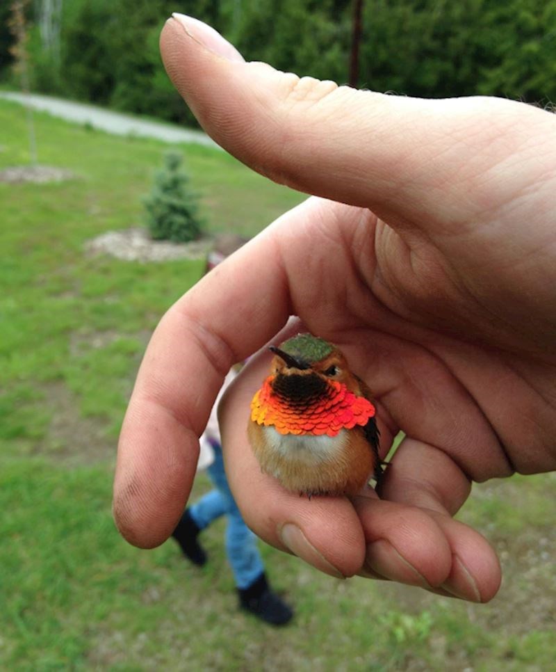 12. "Ovaj predivan kolibrić me počastio susretom."