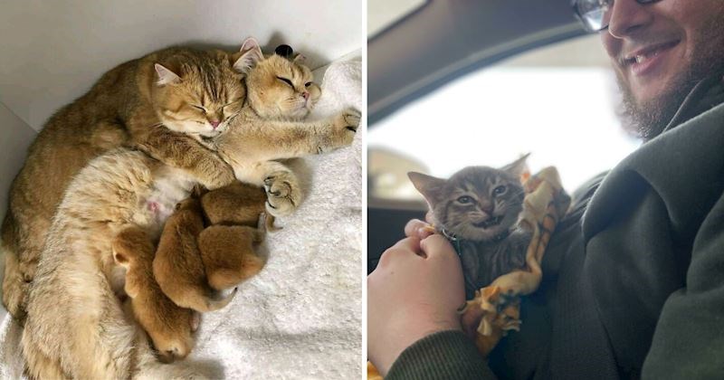 20+ preslatkih fotografija mačaka zbog kojih ćete i sami poželjeti jednu (ako već nemate dosad)