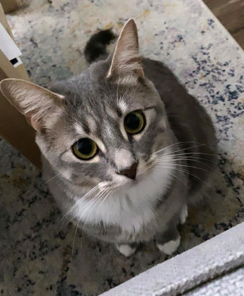 "Došao se ispričati nakon što je muž viknuo na njega jer ga je grebao."