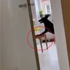 Ljudi snimili što njihov pas radi kad ostane sam u kuhinji. Ono što je uslijedilo je totalni hit