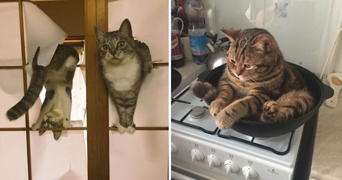 10+ smiješnih i nestašnih mačaka koje su vlasnici uhvatili kako rade prave gluposti