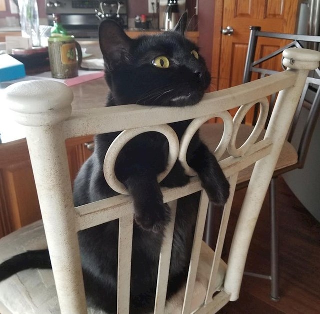 12. "Nikad nisam vidjela da neka mačka ovako sjedi"