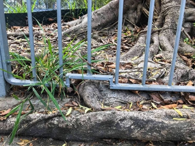 Nisu htjeli sjeći drvo pa su prilagodili ogradu.