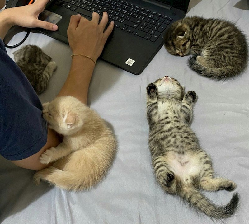 17. Ovako izgleda život ljudi koji imaju mačke...