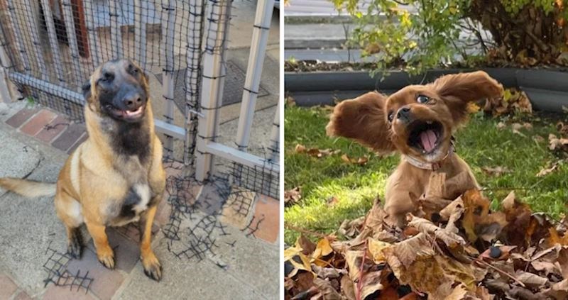 18 preslatkih životinja čiji će vam blesavi izrazi lica i ponašanje popraviti raspoloženje