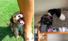 14 fotki preslatkih životinja koje u potpunosti zrače pozitivom, izmamit će vam osmijeh na lice