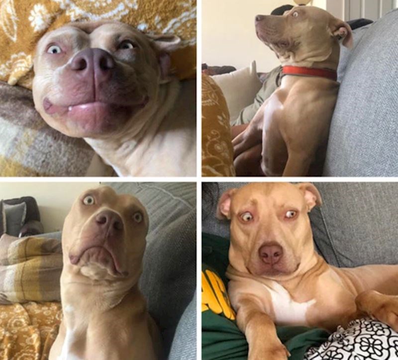 "Uvjerena sam da moj pas radi najblesavije grimase."