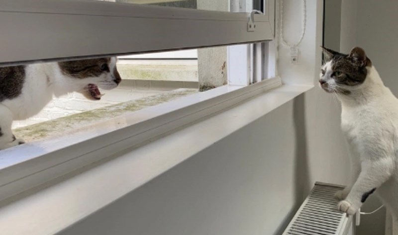 "Susjedov mačak dođe jednom tjedno do nas. Proviri ovako glavom i onda neko vrijeme ničim izazvan vrišti na moju mačku."