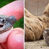 10+ fotografija mladunčadi životinja koje nemamo često priliku vidjeti uživo, fotke su preslatke