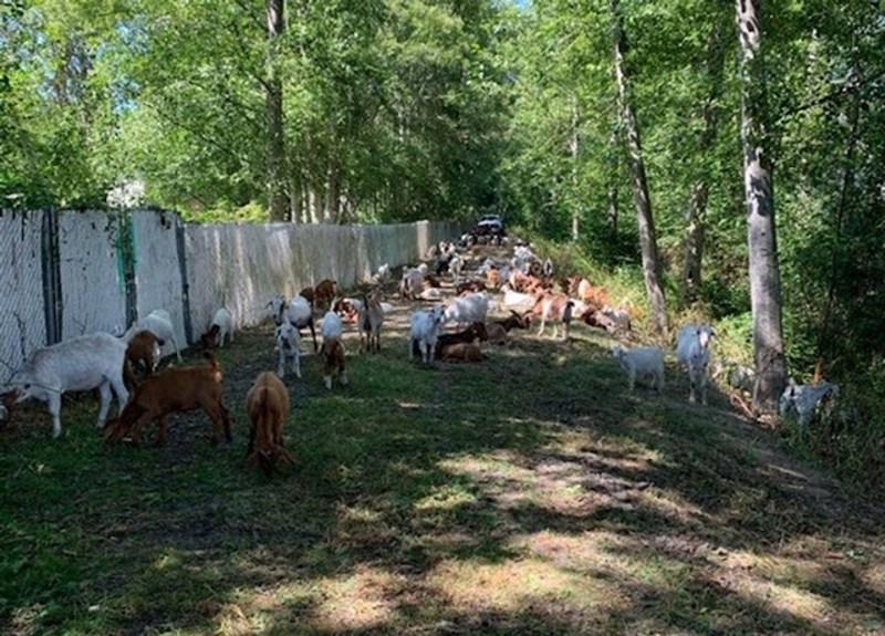 5. Stambeni kompleks u kojem živi autor ove fotke iznajmio je 200 koza da pojedu svu zaraslu travu oko zgrada
