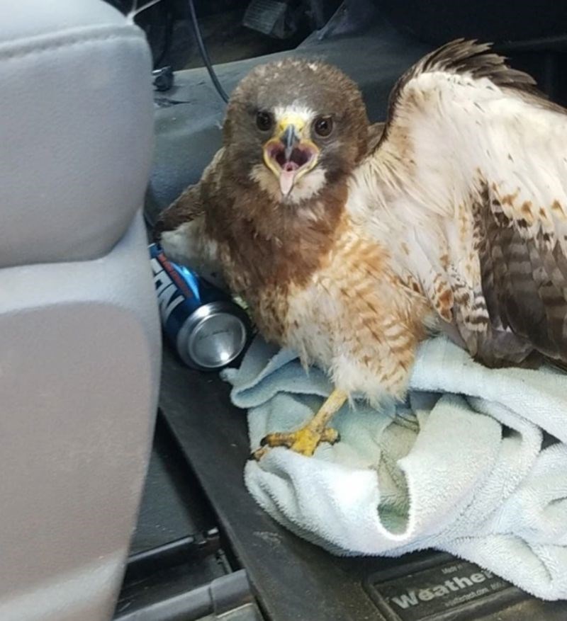 "Pronašao sam ga na putu do posla i odlučio odvesti veterinaru jer je bio poprilično ozlijeđen."