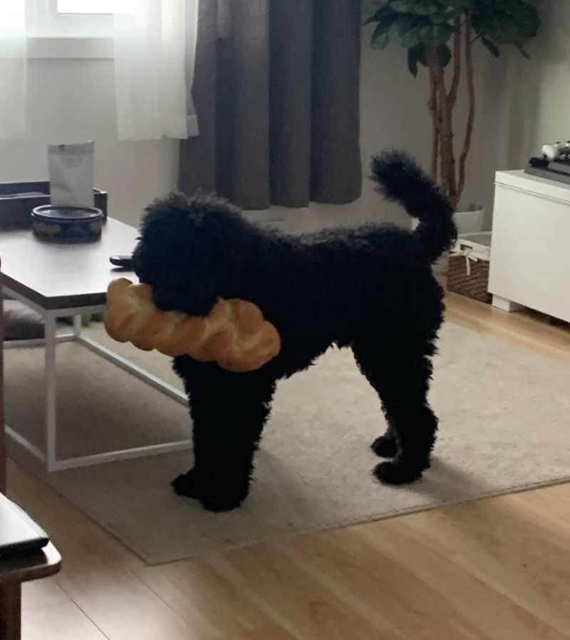 Najgori lopov na svijetu 🤣