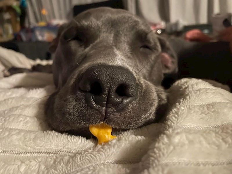 5. "Jeste li ikada bili toliko umorni da ste zaspali s hranom u ustima? Naš pas je"