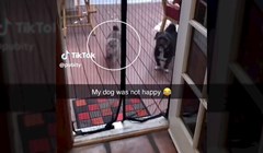 Ljudi snimili urnebesan način na koji njihova mačka svaki dan ulazi u kuću, video je viralni hit!