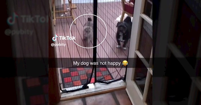 Ljudi snimili urnebesan način na koji njihova mačka svaki dan ulazi u kuću, video je viralni hit!