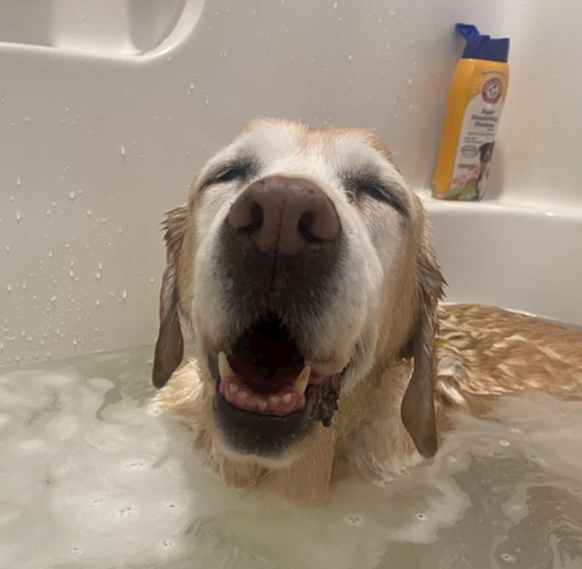 11. "Mislim da se vidi da se moj pas baš jako voli kupati."