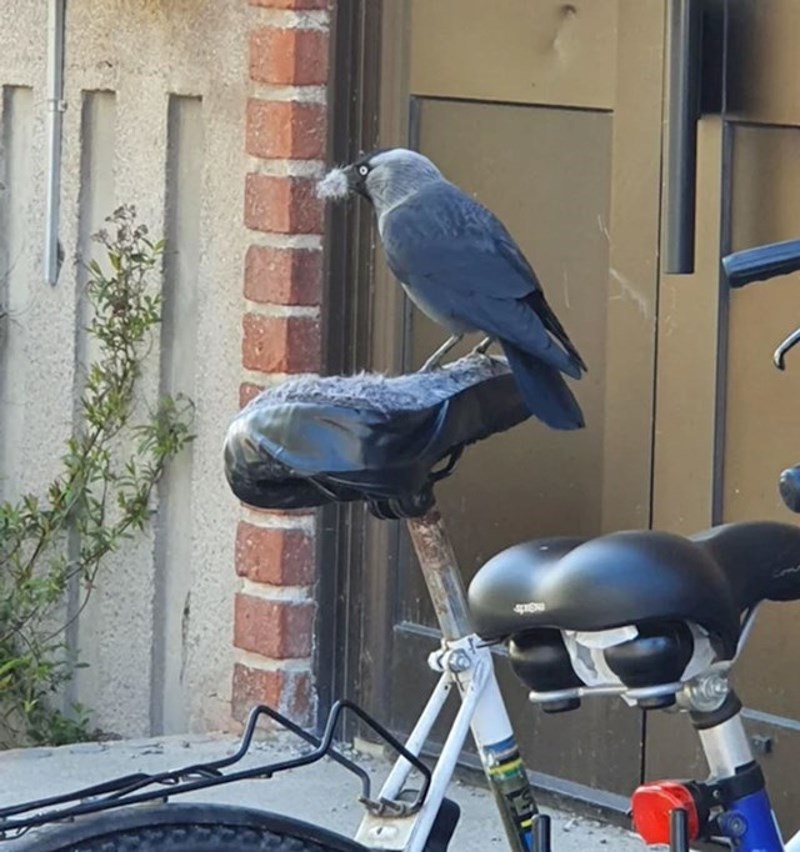 Da nam je vidjeti reakciju vlasnika ovog bicikla...