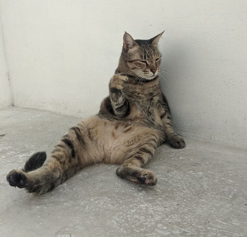 6. "Sjeo je u ovo 'šef' pozu nakon što je srušio zavjese"