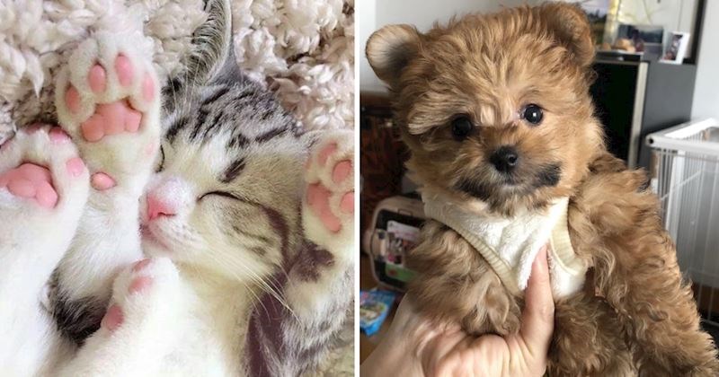 10+ fotografija životinja koje su slađe od šećera, prizori će vam izmamiti osmijeh na lice