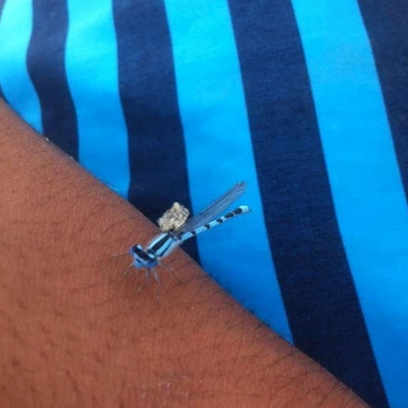 3. Ovaj insekt izgleda identično kao kupaće gaće